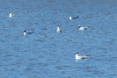 Mouette rieuse