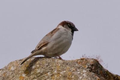 Passer domesticus