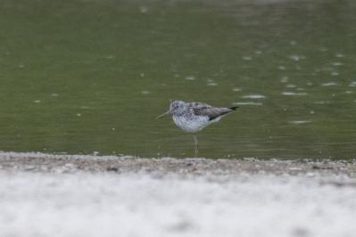 Tringa nebularia