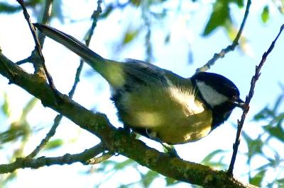 Mésange charbonnière