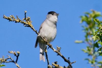 Sylvia atricapilla