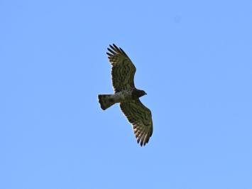 Circaetus gallicus