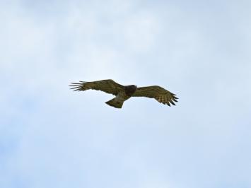 Circaetus gallicus