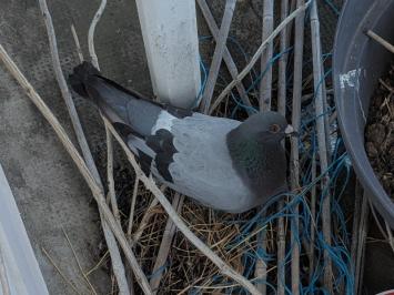 Pigeon biset