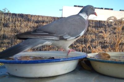 Pigeon ramier