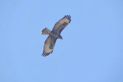 Buse variable