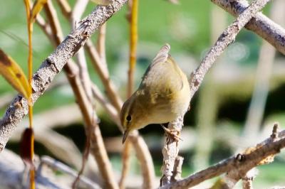 Phylloscopus collybita