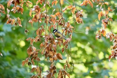 Mésange charbonnière