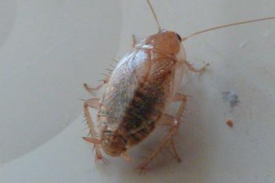 <i>Ectobius pallidus</i>