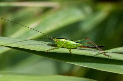 <i>Conocephalus fuscus</i>