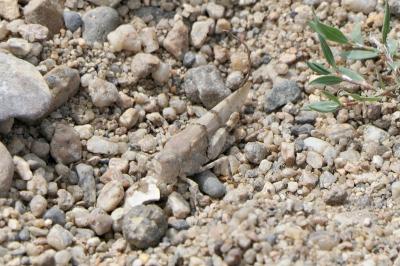 <i>Oedipoda</i>