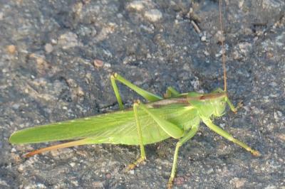 <i>Tettigonia viridissima</i>