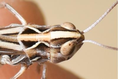 <i>Omocestus petraeus</i>