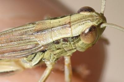 <i>Euchorthippus declivus</i>