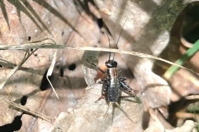 <i>Nemobius sylvestris</i>