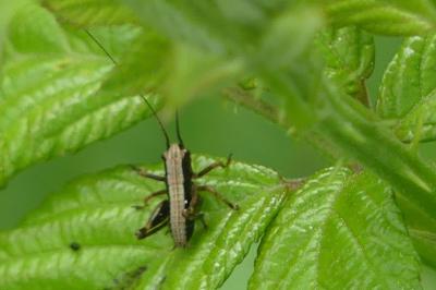 <i>Pholidoptera griseoaptera</i>