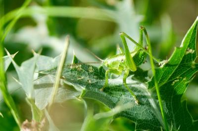 <i>Tettigonia viridissima</i>