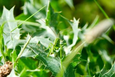 <i>Tettigonia viridissima</i>