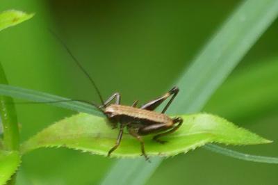 <i>Pholidoptera griseoaptera</i>