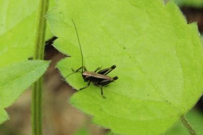 <i>Pholidoptera griseoaptera</i>