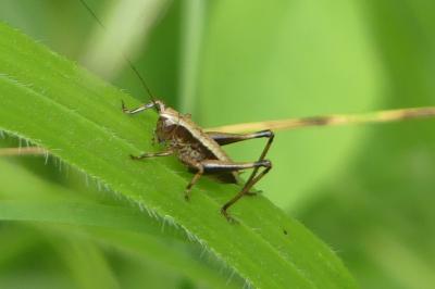 <i>Pholidoptera griseoaptera</i>