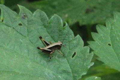 <i>Pholidoptera griseoaptera</i>
