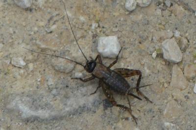 <i>Nemobius sylvestris</i>