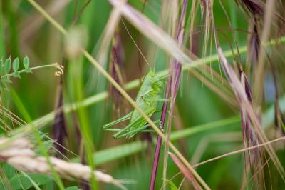 <i>Tettigonia viridissima</i>