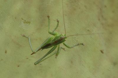 <i>Tettigonia viridissima</i>