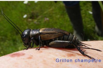 <i>Gryllus campestris</i>