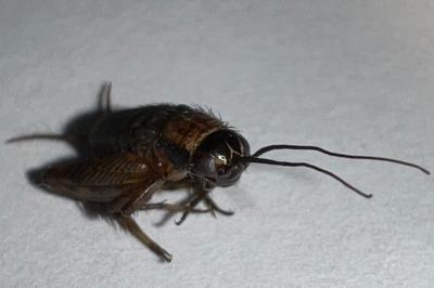 <i>Nemobius sylvestris</i>