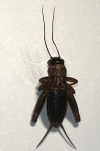 <i>Nemobius sylvestris</i>