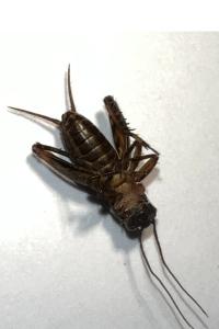 <i>Nemobius sylvestris</i>
