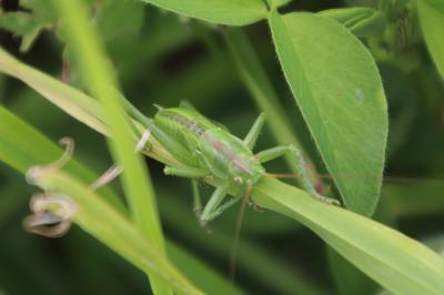 <i>Tettigonia viridissima</i>