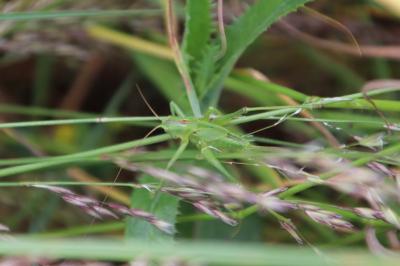 <i>Tettigonia viridissima</i>