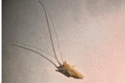 <i>Uromenus rugosicollis</i>