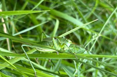<i>Tettigonia viridissima</i>