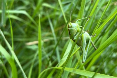 <i>Tettigonia viridissima</i>