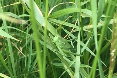 <i>Tettigonia viridissima</i>