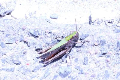 <i>Omocestus rufipes</i>