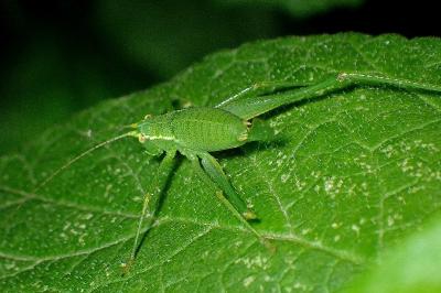 <i>Leptophyes punctatissima</i>