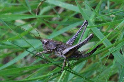 <i>Pholidoptera griseoaptera</i>