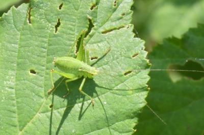 <i>Leptophyes punctatissima</i>