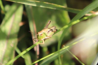 <i>Pseudochorthippus parallelus</i>