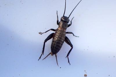 <i>Nemobius sylvestris</i>