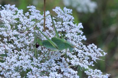 <i>Phaneroptera falcata</i>