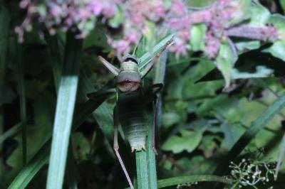 <i>Ephippiger diurnus</i>