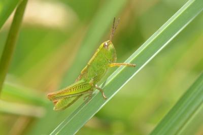 <i>Mecostethus parapleurus</i>