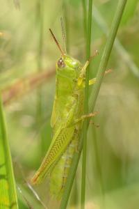 <i>Mecostethus parapleurus</i>