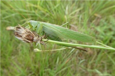 <i>Tettigonia viridissima</i>